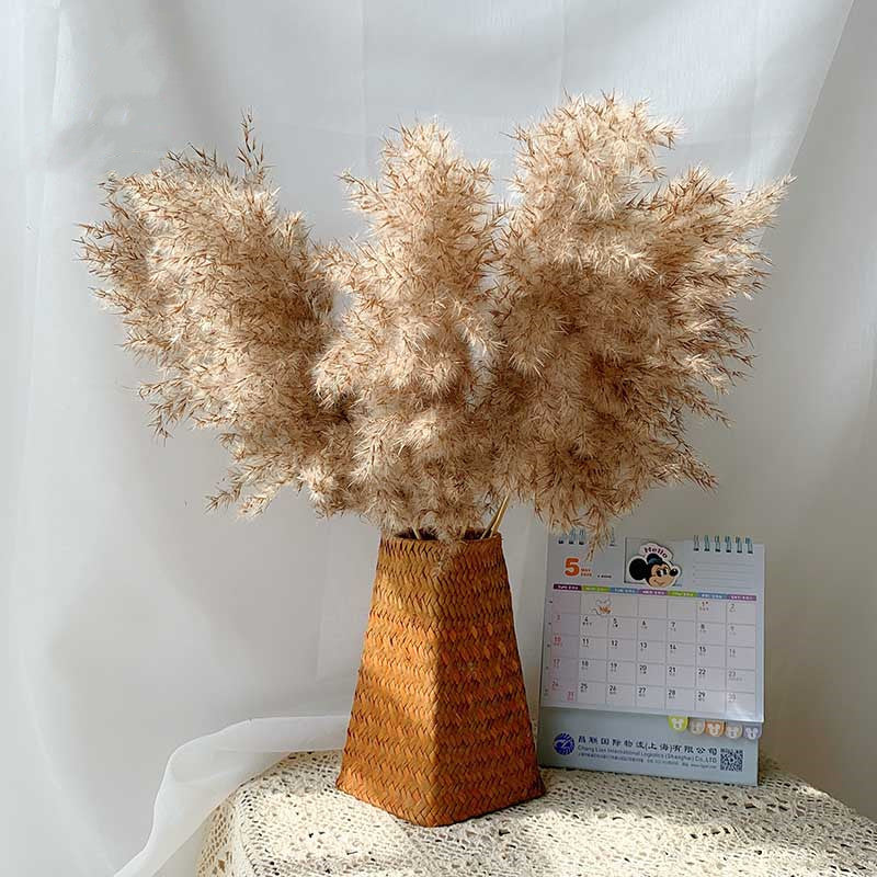 Dried Pampas Grass Set